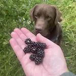 Berrywood * Verkhnyaya Stynava