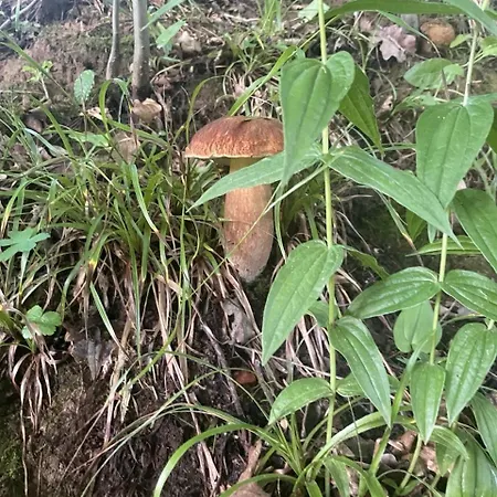 Σπίτι διακοπών Berrywood Verkhnyaya Stynava