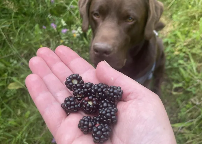 Berrywood * Verkhnyaya Stynava